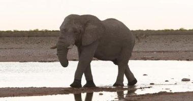 Yazın Namibya 'daki Etosha Ulusal Parkı' nda bir grup filin videosu