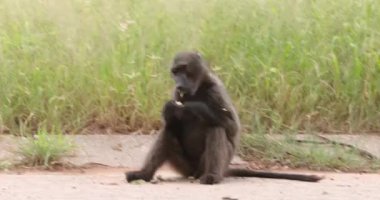 Yazın Namibya 'daki Etosha Ulusal Parkı' nda bir grup filin videosu