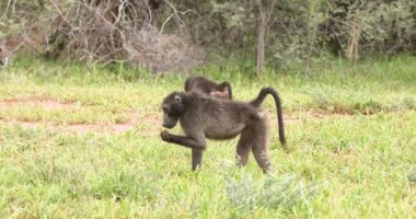 Yazın Namibya 'daki Etosha Ulusal Parkı' nda bir grup filin videosu