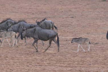Yazın Namibya 'daki Etosha Ulusal Parkı' nda koşan bir bufalo sürüsünün videosu.