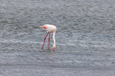 Gün boyunca Namibya 'daki Walvis Körfezi yakınlarında sığ sularda duran bir flamingo resmi