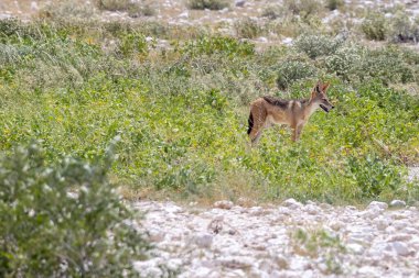Gündüz vakti Namibya 'daki Etosha Milli Parkı' nda çekilmiş bir Afrika tilkisi fotoğrafı
