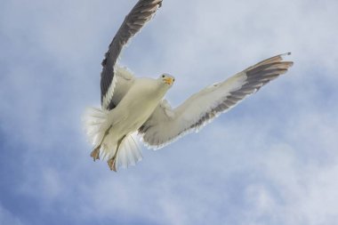 Gün boyunca mavi gökyüzüne karşı uçan bir martının görüntüsü