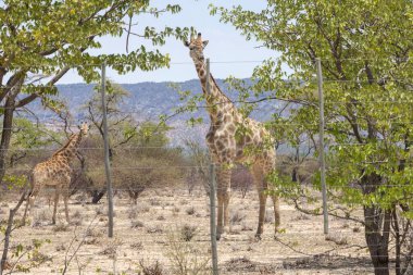 Picture of a giraffe in the Namibian savannah during the day in summer clipart