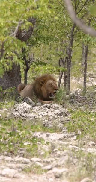 Videoclipul Unui Leu Masculin Coapsă Impresionantă Care Odihnește Pământ Timpul — Videoclip de stoc