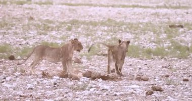 Yazın Namibya 'daki Etosha Ulusal Parkı' nda bir grup filin videosu