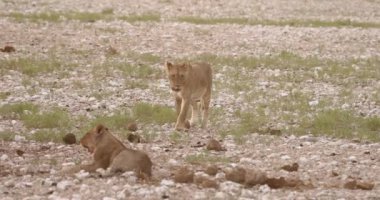 Yazın Namibya 'daki Etosha Ulusal Parkı' nda bir grup filin videosu