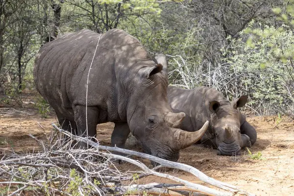 Picture of a rhino mother with baby in the wild taken in the Namibian province of Waterberg during the day