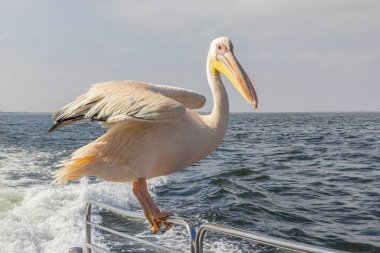 Gündüz vakti Namibya 'da Walvis Körfezi yakınlarındaki bir teknede oturan büyük bir pelikan resmi.