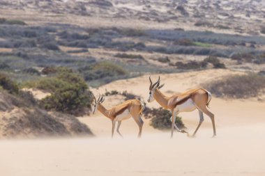Picture of two springboks with horns in on a sand dune in Namib desert in Namibia during the day clipart
