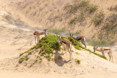 Picture of a group of springboks with horns in on a sand dune in Namib desert in Namibia during the day clipart