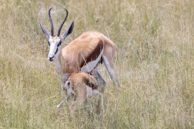 Picture of a springbok with horns in Etosha National Park in Namibia during the day clipart