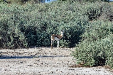 Picture of a springbok with horns in Etosha National Park in Namibia during the day clipart