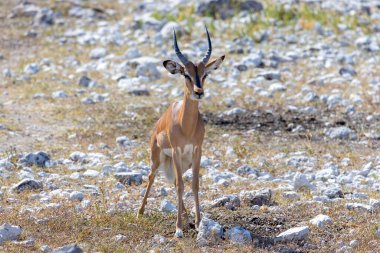 Gün boyunca Namibya 'daki Etosha Milli Parkı' nda boynuzlu bir yay resmi