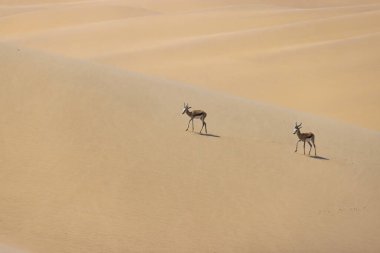 Gündüz vakti Namibya 'daki Namib çölünde boynuzlu iki yay sıçrayanı resmi.