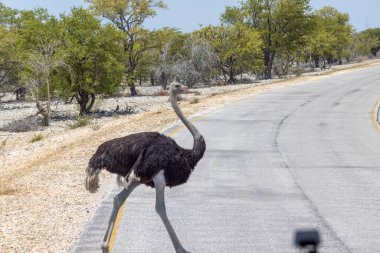 Yazın Namibya 'daki Etosha Milli Parkı' nda koşan bir devekuşunun resmi