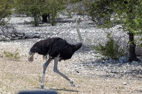 图为夏天的一天 纳米比亚埃托沙国家公园的一只奔跑的鸵鸟穿过街道的情景 免版税图库图片
