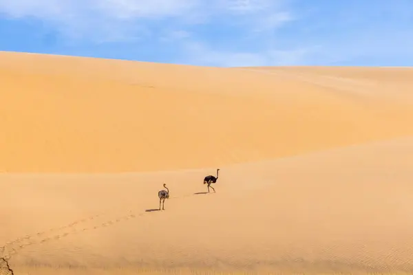 图为夏天 纳米比亚沙漠中两只鸵鸟在沙丘上奔跑的情景 免版税图库图片