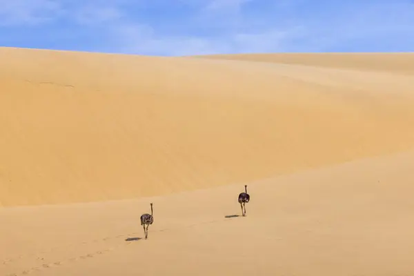 图为夏天 纳米比亚沙漠中两只鸵鸟在沙丘上奔跑的情景 图库图片
