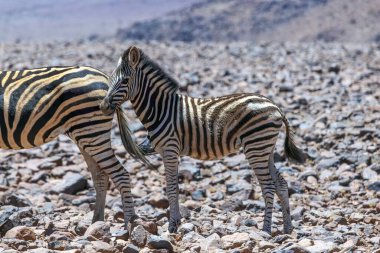 Gün boyunca Namibya 'daki geniş çorak çöl arazisinde duran bir zebra yavrusu resmi.