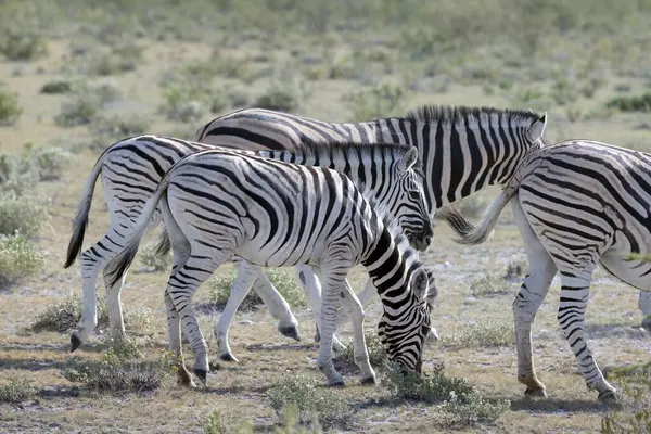 Gün boyunca Namibya 'daki Etosha Ulusal Parkı' nda duran bir grup zebranın fotoğrafı