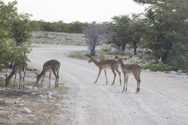 Gündüz vakti Namibya 'daki Etosha Milli Parkı' ndaki bir grup Impala 'nın fotoğrafı