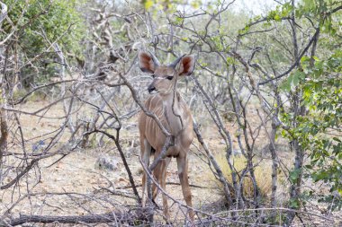 Gündüz vakti Namibya 'daki Etosha Milli Parkı' nda bir Kudu resmi