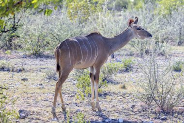 Gündüz vakti Namibya 'daki Etosha Milli Parkı' nda bir Kudu resmi