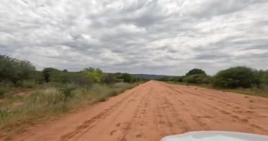 Yazın Namibya 'daki Etosha Ulusal Parkı' nda bir grup filin videosu