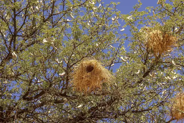 纳米比亚某树上的一个波浪鸟巢在白天的照片 免版税图库照片