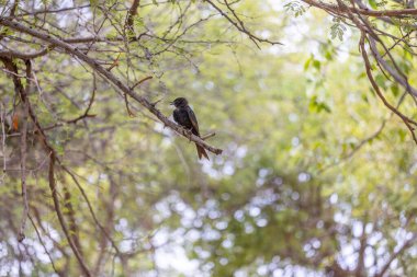 Gün boyunca Etosha Ulusal Parkı 'nda bir dala oturmuş bir drongo kuşu resmi.