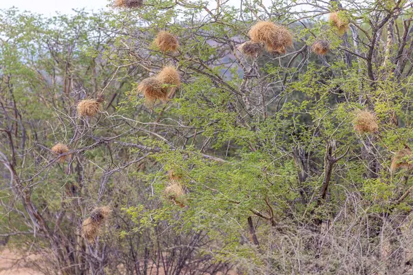 纳米比亚某树上的一个波浪鸟巢在白天的照片 图库照片