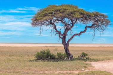 Yazın Namibya 'daki Etosha Ulusal Parkı' nda yeşil bir çayırdaki bir akasya ağacının mavi gökyüzüne karşı resmi.