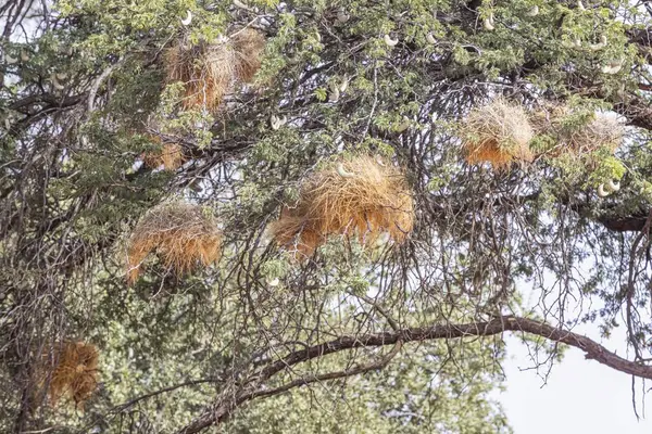 昼間のナミビアの木のいくつかの波鳥の巣の写真 ストック写真