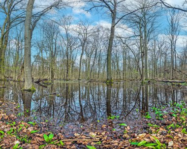 Bataklıkta duran ve gün boyunca suya yansıyan yapraksız ağaçların varsayılan görüntüsü