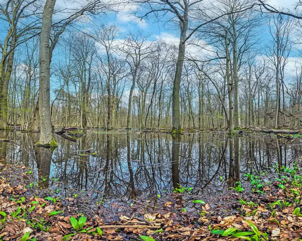 沼に立っている葉のない木のデフォルトのイメージと日中の水に反映 ロイヤリティフリーのストック画像