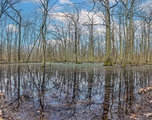 沼に立っている葉のない木のデフォルトのイメージと日中の水に反映 ストック画像