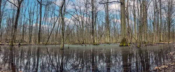 沼に立っている葉のない木のデフォルトのイメージと日中の水に反映 ロイヤリティフリーのストック写真