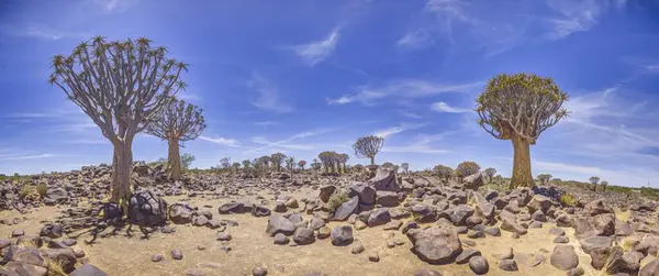 Güney Namibya Keetmanshoop Yakınlarında Kılıflı Bir Ağacın Panoramik Resmi Stok Fotoğraf