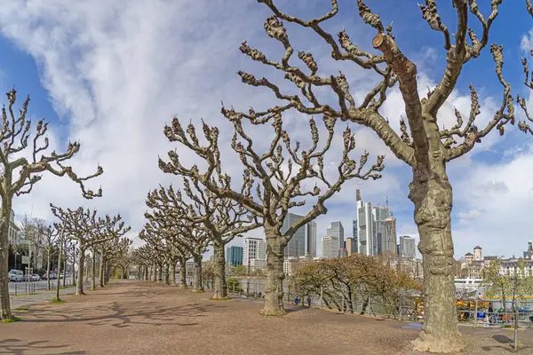 Frankfurt Ufuk Çizgisi Kışın Bulvar Ağaçlarıyla Stok Fotoğraf