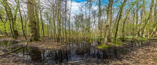 春天里在沼泽地森林里的照片 免版税图库图片