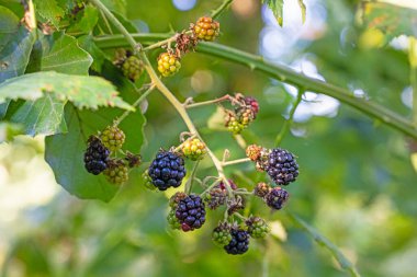 Gün ışığında olgun ve olgunlaşmamış meyveli bir böğürtlen üzümüne yakın çekim