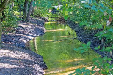Yoğun bir Alman ormanında gündüz vakti doğal bir akıntı görüntüsü.