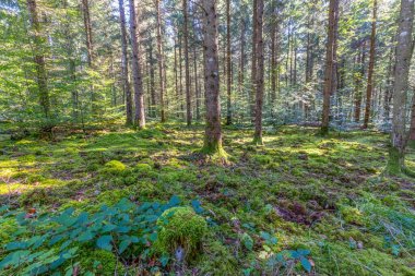 Yazın doğal, yoğun bir Alman ormanının panoramik bir resmi. Gün boyunca bir sürü yeşil toprak bitkisi var.