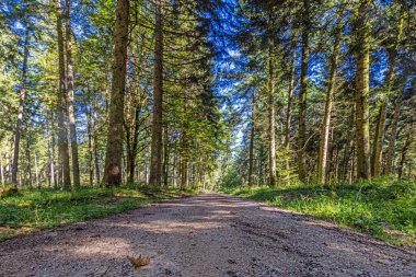 Gün ışığında sık yeşil bir ormanın içinden geçen bir orman yolu boyunca panoramik bir resim.