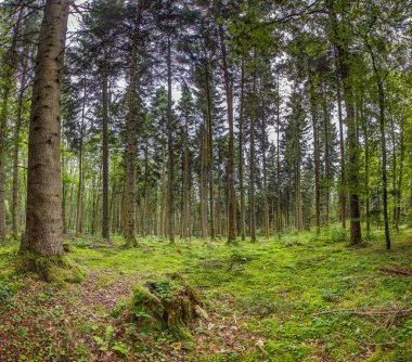 Yazın doğal, yoğun bir Alman ormanının panoramik bir resmi. Gün boyunca bir sürü yeşil toprak bitkisi var.