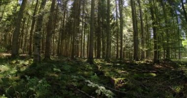 Yoğun bir ormanda, gün boyunca yukarıdan gelen yer bitkisi ve güneş ışığıyla çekim yapmak.