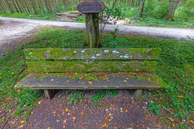 Sakin bir ormanda, gün ışığında yeşil ve huzurlu patikalarla çevrili eski, yosun kaplı bir bank.