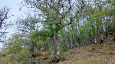 Doğa boyunca dolambaçlı yolları daraltıyor. Manzaralı çevresi ve engebeli arazisi gün boyunca dönüyor.