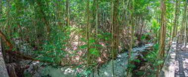 Lush rainforest on Fraser Island with dense vegetation, towering trees, and a shaded boardwalk during daytime clipart